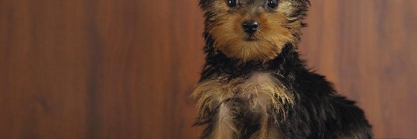 Yorkshire Terrier, Szczeniak