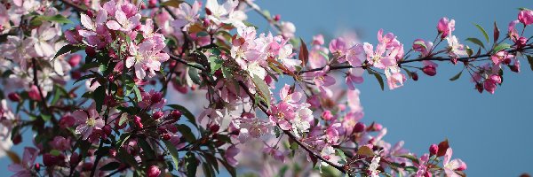 Kwiaty, Jabłoń niska - rajska jabłoń, Drzewo owocowe, Różowe