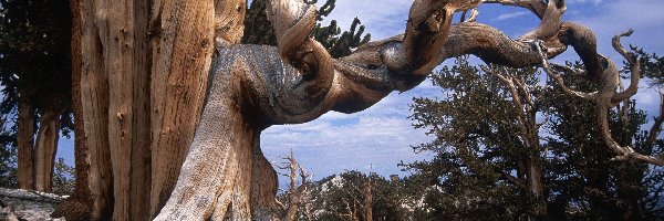 Bristlecone, Sosna