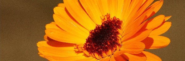 Gerbera