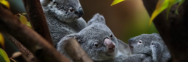 Koala, Liście, Gałęzie, Niedźwiadki