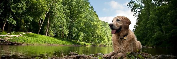 Golden Retriever, Las, Rzeka, Pies