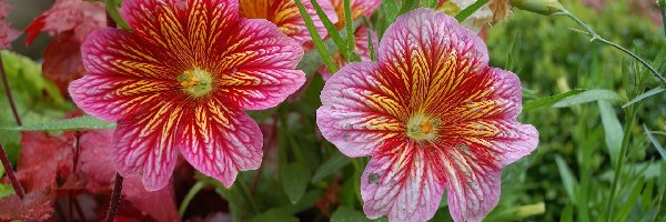 Salpiglossis, Kwiaty