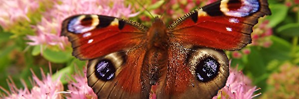 Kwiatki, Pawik, Różowe, Makro, Rusałka, Motyl