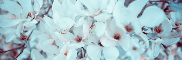 Magnolie, Białe, Kwiaty