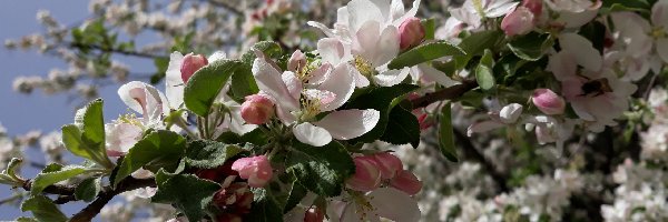 Jabłoń, Gałązki, Kwiaty, Drzewo owocowe