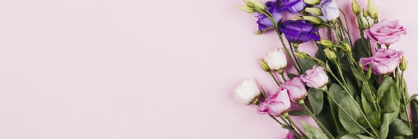 Kwiaty, Kolorowe, Eustoma