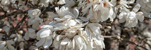 Magnolia, Kwiaty, Białe, Kwiaty