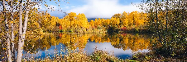 Jezioro, Drzewa, Las, Roślinność, Jesień