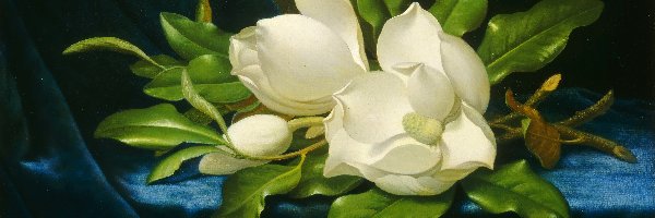 Malarstwo, Martin Johnson Heade, Obraz, Magnolie, Białe