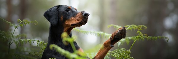 Doberman, Las, Paprocie, Pies