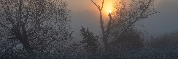 Drzewa, Wschód słońca, Mgła, Łąka