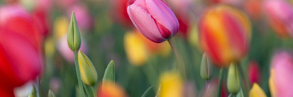 Tulipan, Tulipany, Różowy, Pąki, Kolorowe, Kwiaty