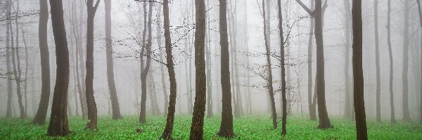 Las, Rośliny, Drzewa, Wiosna, Mgła