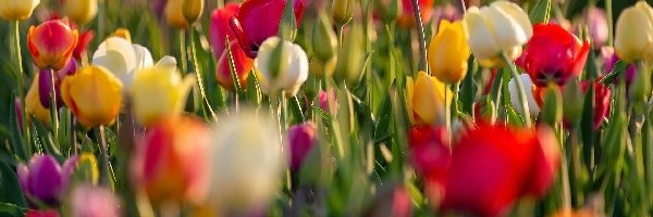 Rozmycie, Tulipany, Kolorowe