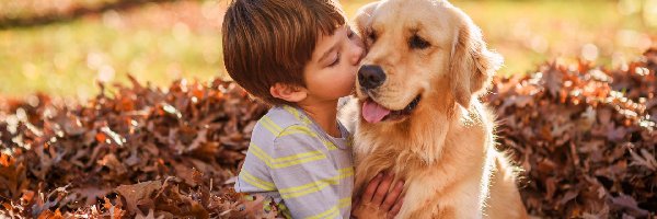 Przyjaźń, Chłopiec, Liście, Przyjaciele, Golden retriever, Pies