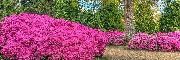 Park, Drzewa, Rododendrony, Alejka, Krzewy