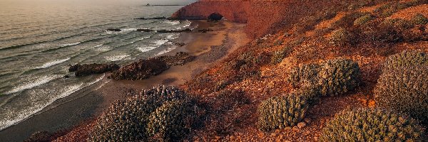 Maroko, Plaża Lagzira, Skały, Brzeg, Morze, Sukulenty, Kamienie