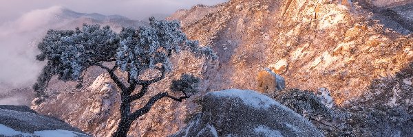 Sosna, Góry, Korea Południowa, Drzewo, Ośnieżone, Skały, Kamienie, Park Narodowy Bukhansan, Zima, Prowincja Gyeonggi-do