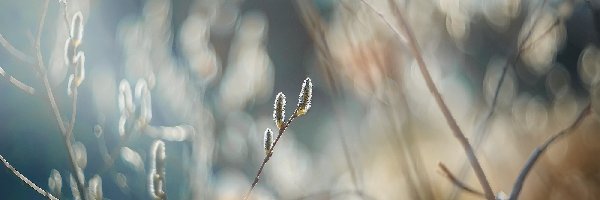 Gałązki, Rozmycie, Wierzby, Bazie