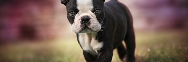 Boston terrier, Szczeniak, Pies