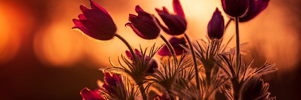 Zachód słońca, Sasanki, Kwiaty
