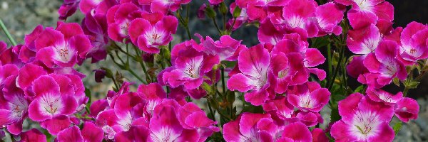 Geranium, Różowe, Kwiaty
