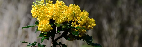 Krzew, Mahonia pospolita, Gałązka, Kwiaty, Żółte