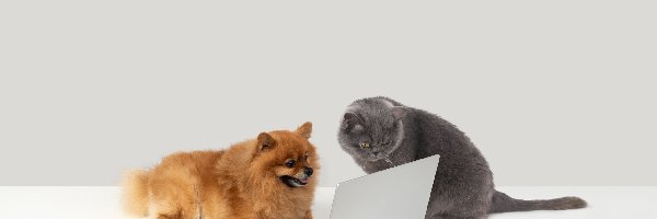 Laptop, Kot, Pies
