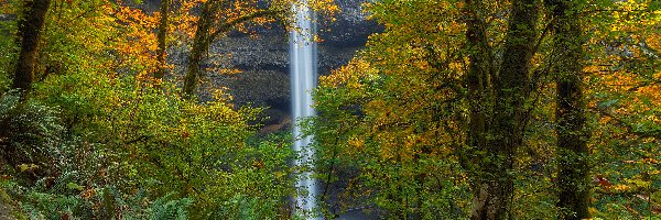 Paprocie, Las, Stany Zjednoczone, Oregon, Drzewa, Jesień, Park miejski Silver Falls, Wodospad South Falls