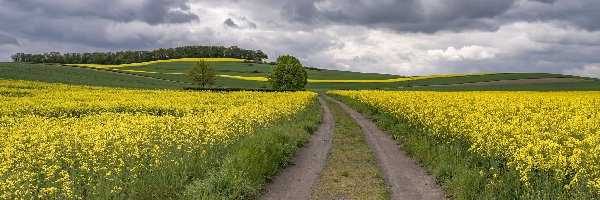 Pagórki, Las, Drzewo, Rzepak, Droga, Pole