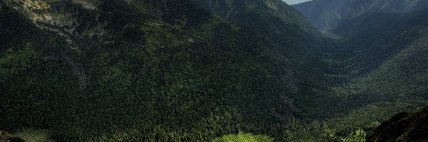 Dolina, Masyw Czerwone Wierchy, Lasy, Polska, Tatry Zachodnie, Góry