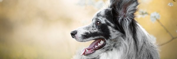 Border collie, Blue-merle, Umaszczenie, Pies
