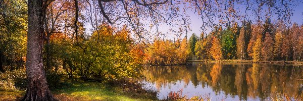 Jezioro, Drzewa, Jesień, Las