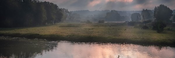 Ptak, Rzeka, Mgła, Wschód słońca, Poranek, Drzewa, Łąka