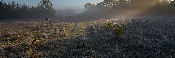 Drzewa, Trawa, Rośliny, Mgła, Łąka, Jesień