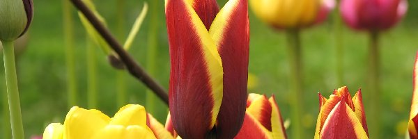 Tulipany