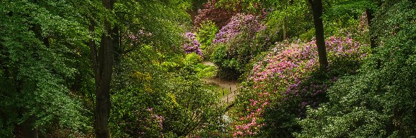Drzewa, Różaneczniki, Rododendrony, Park
