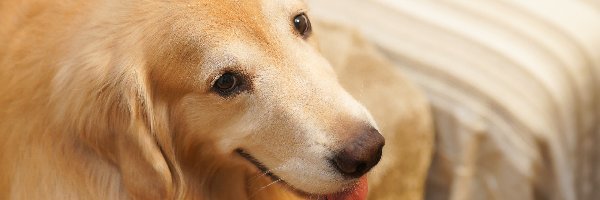 Pies, Zbliżenie, Golden retriever, Tło, Rozmyte