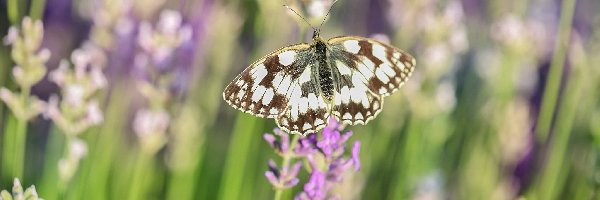 Lawenda, Polowiec szachownica, Motyl