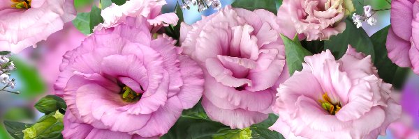 Grafika, Eustoma, Kwiaty