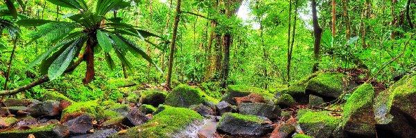 Omszałe, Strumień, Drzewa, Dżungla, Las tropikalny, Madagaskar, Park Narodowy Masoala, Palmy, Kamienie