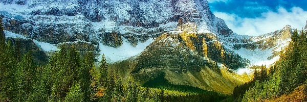 Kanada, Drzewa, Droga, Las, Góry Skaliste, Alberta, Park Narodowy Banff