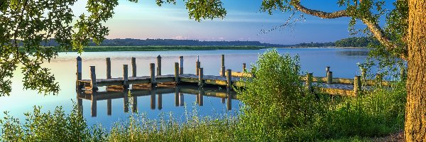 Pomost, Roślinność, Drzewa, Jezioro