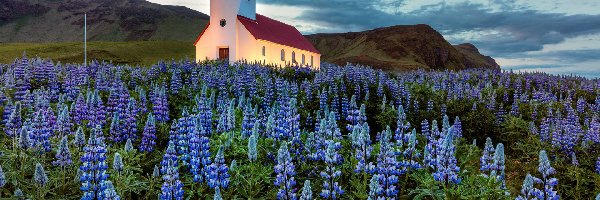 Islandia, Łubin, Góry, Łąka, Kościół, Gmina Myrdalshreppur, Miejscowość Vik i Myrdal