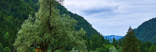 Rezerwat przyrody Hagertal, Kwiaty, Drzewa, Alpy, Góry, Austria, Tyrol, Łąka, Gmina Kossen