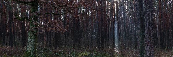 Las, Liście, Drzewa, Promienie słońca, Jesień