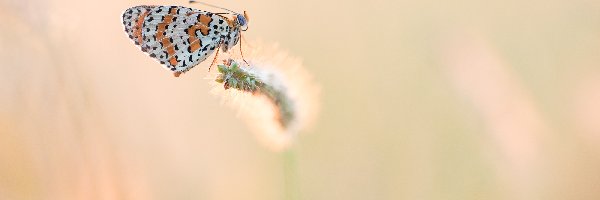 Przeplatka didyma, Trawy, Żdźbło, Motyl