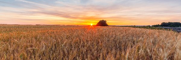 Zboże, Wschód słońca, Drzewa, Pole