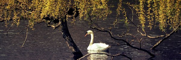 Staw, Ptak, Biały, Drzewo, Łabędź